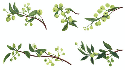 Mistletoe or Viscum Branches with Oblong Leaves and - obrazy, fototapety, plakaty