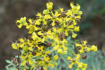 Closeup on the yellow Mediterranean Rue, Ruta angustifolia, a strongly scented evergreen shrubs in the Lemon family