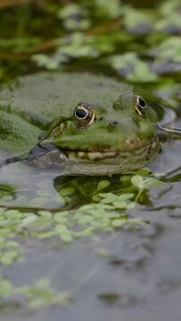 Vertical Video of a Male Marsh Frog ( pelophylax ridibundus ) in Slow Motion