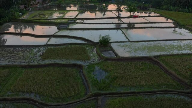 Aerial: Sunrise over rice fields full of water in Ubud, Bali, Indonesia.