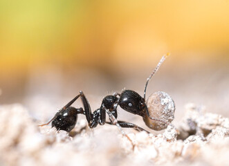 black ant
