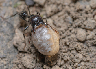 ant on wood