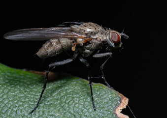 close up of a fly