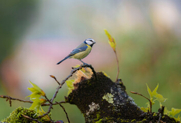 bird on a branch