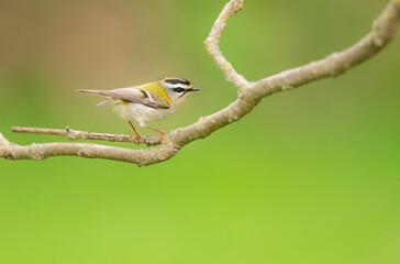 yellow backed shrike