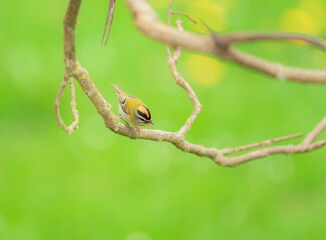 bird on a branch