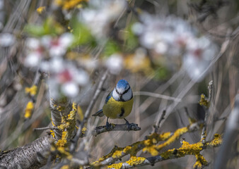 yellow wagtail on a branch