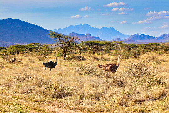 Picture perfect African savanna landscape with Male and Female Ostrich on the run with lovely blue hills in the far distance at the enchanting Buffalo Springs Reserve in Samburu County, Kenya