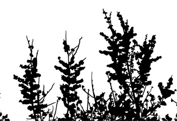 silueta arbol, arbusto, hojas, ramas, otoño, ilustracion, bosques, naturaleza, sequia, atmosfera