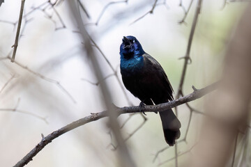 The common grackle (Quiscalus quiscula)  is a bird found in large numbers through much of North America. Adult male attracts the female with its song.