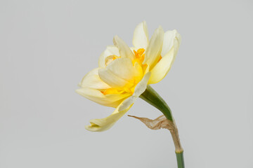 Delicate ivory narcissus flower isolated on gray background.