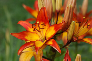 Bright yellow-orange lily flowers macro outside.