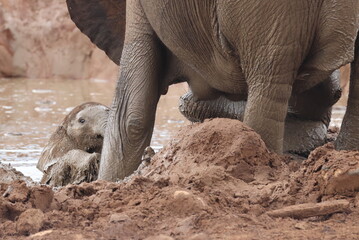 Panicking elephant baby