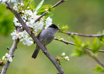 Male blackcap perched in a tree in spring.