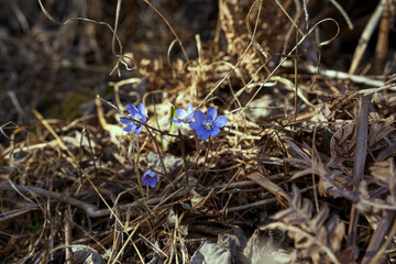 Images from the area of Balke, Toten, Norway, in April.