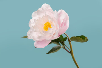 Light pink peony flower with yellow center isolated on blue background.