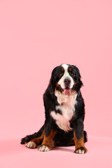 Fototapeta premium Cute Bernese mountain dog on pink background