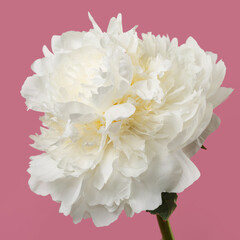 Beautiful delicate white peony flower isolated on pink background.