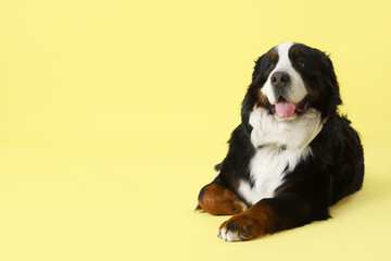 Cute Bernese mountain dog lying on yellow background