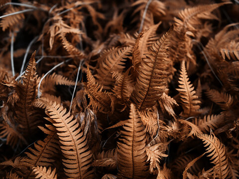 Brown dried ferns and bracken in full frame close-up, bathed in winter sunlight