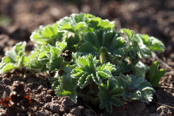 Young sprouts of Lady's mantle outside on a sunny spring day. - obrazy, fototapety, plakaty
