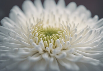 White chrysanthemum flower details