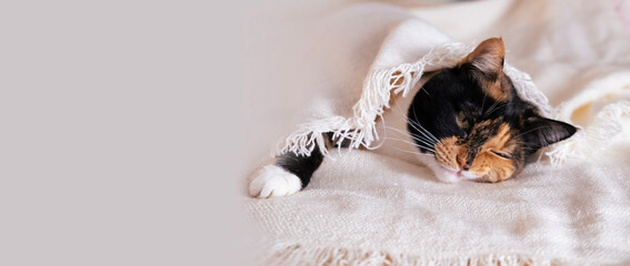 close-up fluffy domestic cat nestled in bed under white blanket, coziness at home, warmth and...