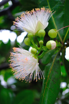 Albizia lebbeck, siris tree from mimosa family, common in India, Burma and Andaman Islands, East Indian walnut, plant of ayurveda and medicine
