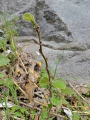 roots of a tree