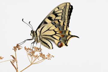 Details of a swallowtail butterfly, Papilio machaon.