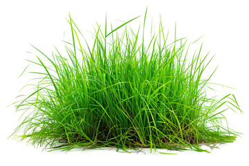 Green grass isolated on transparent background. Close up. Studio shot.