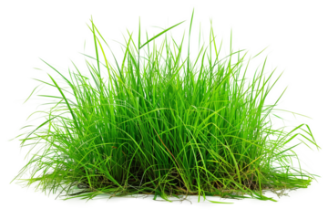 Green grass isolated on transparent background. Close up. Studio shot.