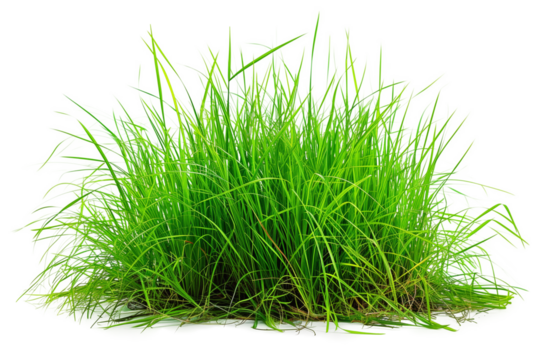 Green grass isolated on transparent background. Close up. Studio shot.