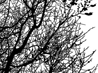 silueta arbol, arbusto, hojas, ramas, otoño, ilustracion, bosques, naturaleza, sequia, atmosfera