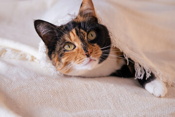 close-up fluffy domestic cat nestled in bed covered with white blanket, coziness at home, warmth...