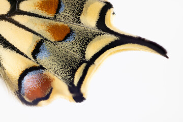 Details of a swallowtail butterfly, Papilio machaon.