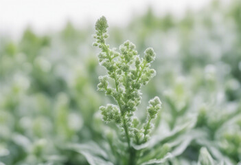 Obraz premium Artemisia vulgaris and Chenopodium album and Atriplex garden orache common weed field