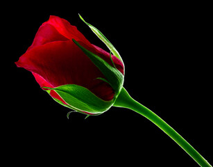 a single red rose is blooming in the darkness as if the sun had set