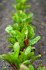 baby beetroot growing in the garden bed
