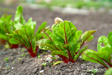 baby beetroot growing in the garden bed