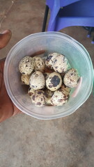 quail eggs on a plate in Ouagadougou Burkina Faso West Africa