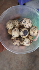 quail eggs on a plate in Ouagadougou Burkina Faso West Africa