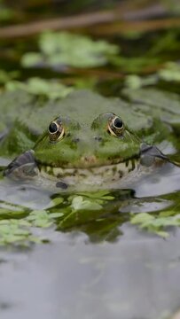 Vertical Video of a Male Marsh Frog ( pelophylax ridibundus ) Bellowing
