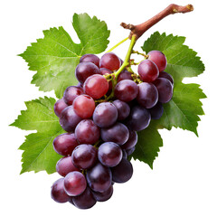 Fototapeta premium grapes isolated with transparent background. clipart. png
