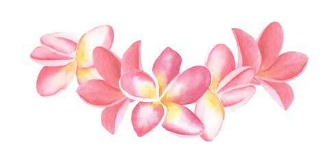 Plumeria pink Flowers watercolor illustration. Hand drawn sketch of Frangipani bouquet. Tropical border with exotic plants for spa invitations or greeting cards design. Blooming jungle composition © Elena