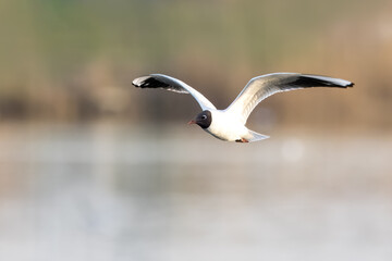 A black-headed gull (Chroicocephalus ridibundus) flights toward the camera lens. Close-up portrait of a black-headed gull in flight with a green-grey background on a sunny spring evening.	