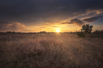 Sunrise with a sky with clouds and clear and warm colors over a field covered with heather in the...