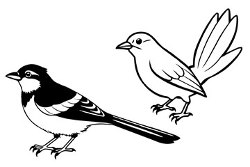 silhouette of a bird & silktail-fantail-wren-vector-illustration