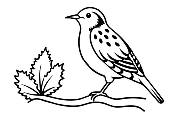 sketch of a bird & treecreeper----sitting-one-a-small-tree-out-side border vector illustration