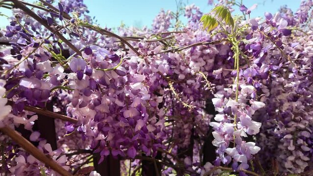 Ralenti sur la glycine